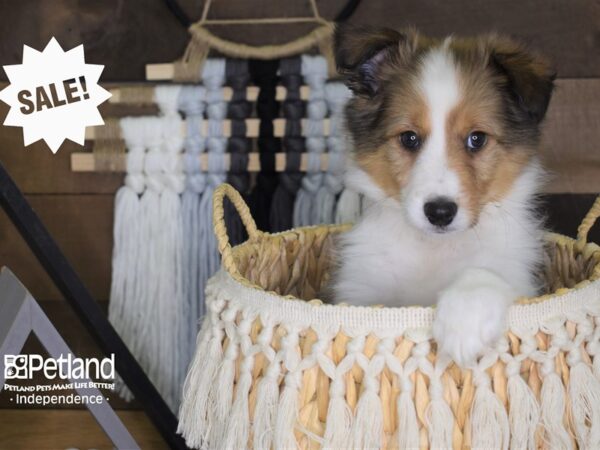 Shetland Sheepdog-DOG-Male-Sable and White-4046-Petland Lee's Summit, MO