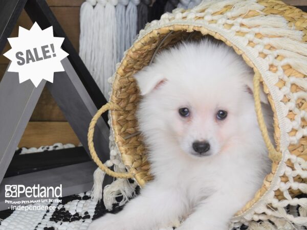 American Eskimo-DOG-Male-White-4053-Petland Lee's Summit, MO