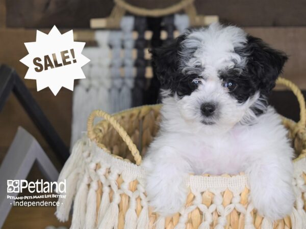 Malti-Poo-DOG-Female-Black and White-4049-Petland Lee's Summit, MO
