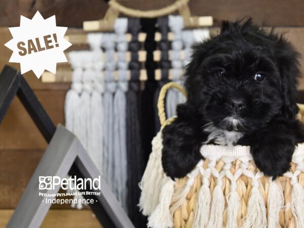 Shih Poo-DOG-Male-Black-4078-Petland Lee's Summit, MO