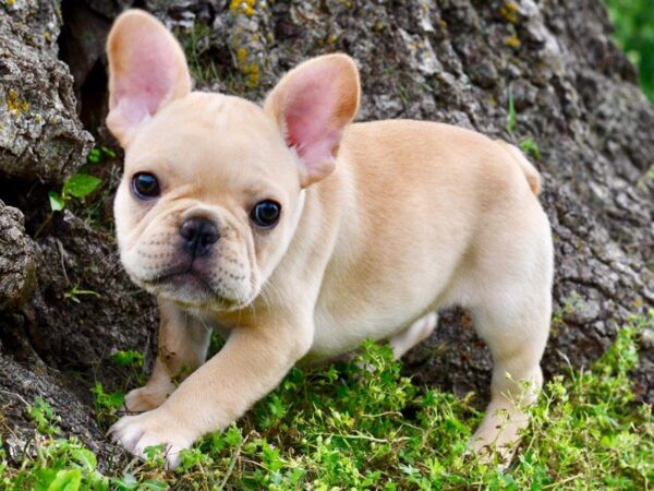 French Bulldog-DOG---4170-Petland Lee's Summit, MO