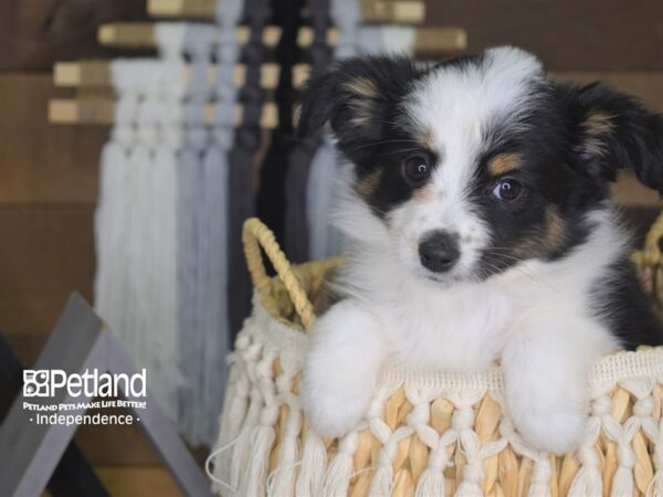 Toy Australian Shepherd-DOG---4165-Petland Lee's Summit, MO