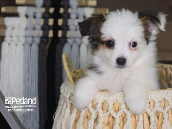 Toy Australian Shepherd-DOG---4164-Petland Lee's Summit, MO