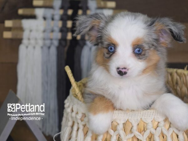 Toy Australian Shepherd-DOG---4163-Petland Lee's Summit, MO