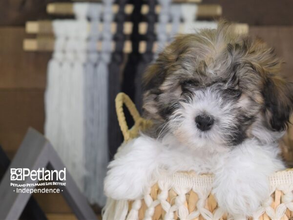 Teddy Bear-DOG-Male-Brown and White-4158-Petland Lee's Summit, MO