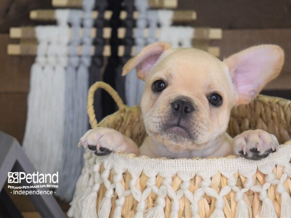 French Bulldog-DOG---4169-Petland Lee's Summit, MO