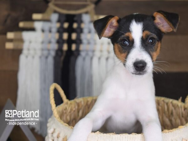 Jack Russell Terrier-DOG-Female-Black, tan, & white-4175-Petland Lee's Summit, MO
