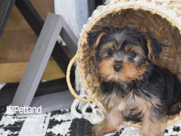 Yorkshire Terrier-DOG-Female-Black and Tan-4179-Petland Lee's Summit, MO