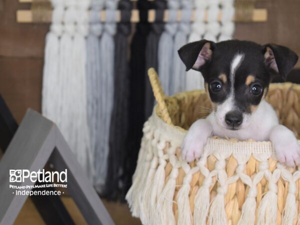 Jack Chi-DOG-Male-Black and White-4176-Petland Lee's Summit, MO