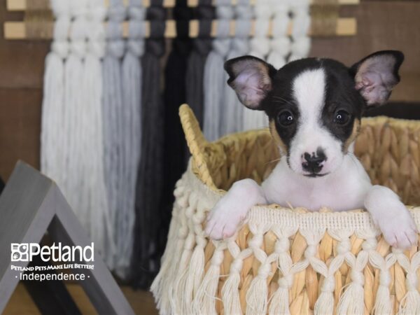 Jack Chi-DOG-Female-Black and White-4177-Petland Lee's Summit, MO