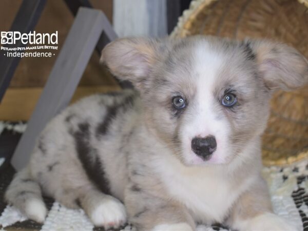 Cardigan Welsh Corgi-DOG-Male-Merle-4189-Petland Lee's Summit, MO