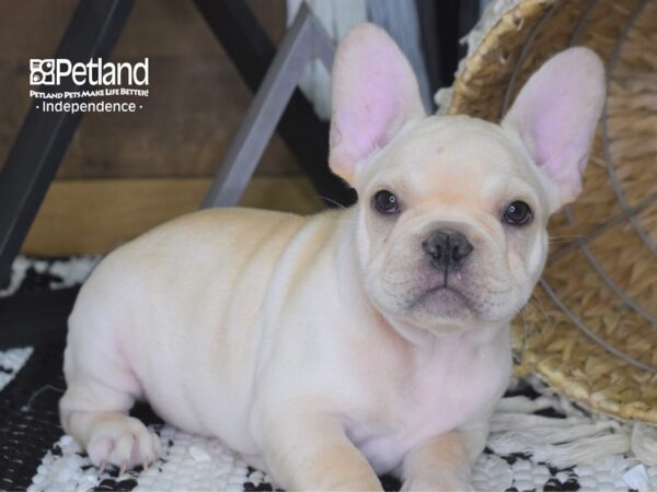 French Bulldog-DOG---4168-Petland Lee's Summit, MO