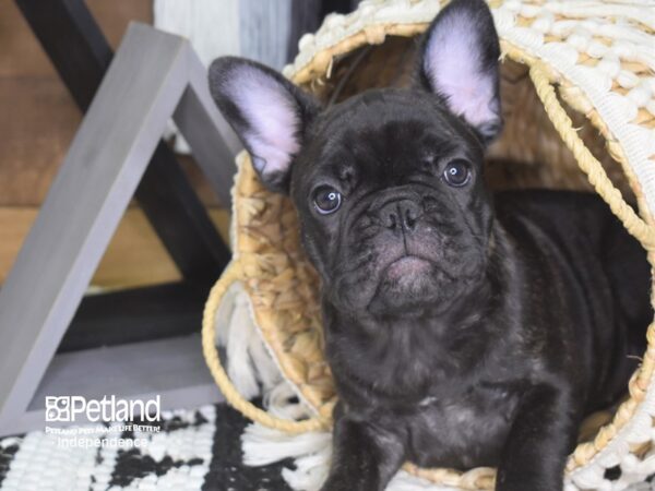 French Bulldog-DOG---4166-Petland Lee's Summit, MO