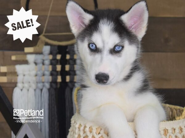 Siberian Husky-DOG-Female-Black and White-4074-Petland Lee's Summit, MO