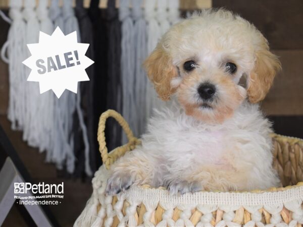 Toy Poodle-DOG-Male-Apricot-4102-Petland Lee's Summit, MO