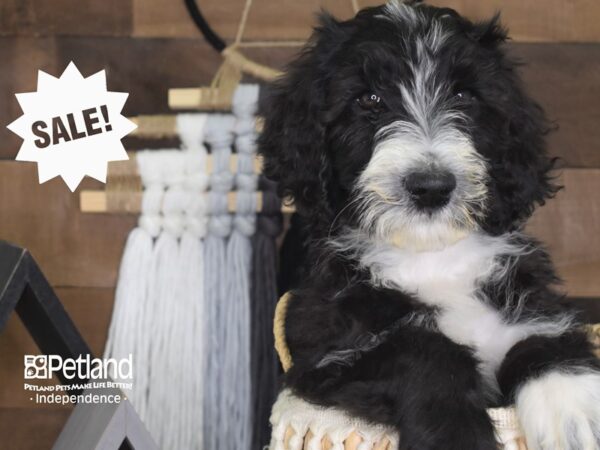Goldendoodle-DOG-Male-Black-4138-Petland Lee's Summit, MO