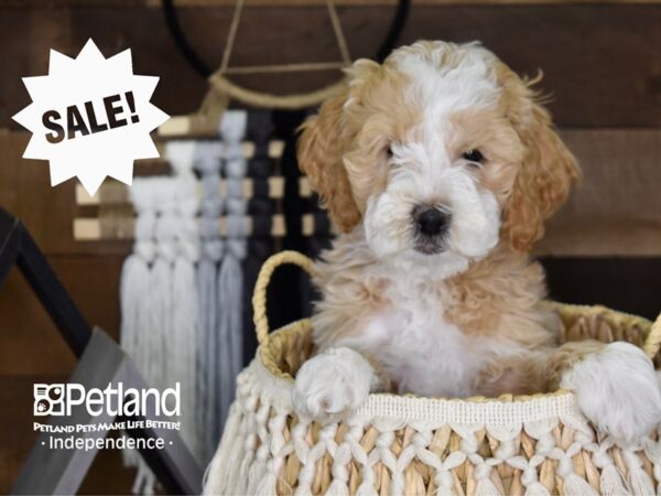 Miniature Goldendoodle-DOG-Female-Gold and White-4081-Petland Lee's Summit, MO