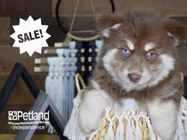 Pomsky-DOG-Male-Red and White-4087-Petland Lee's Summit, MO