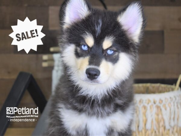 Pomsky-DOG-Male-Blue Tri-4086-Petland Lee's Summit, MO