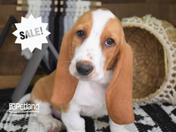Basset Hound-DOG-Female--4112-Petland Lee's Summit, MO