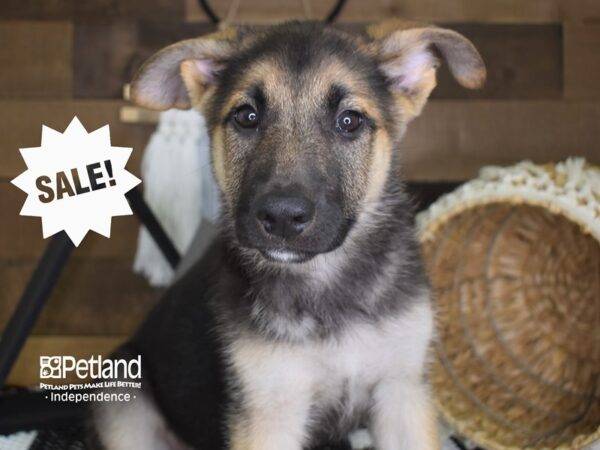 German Shepherd-DOG-Female--4113-Petland Lee's Summit, MO