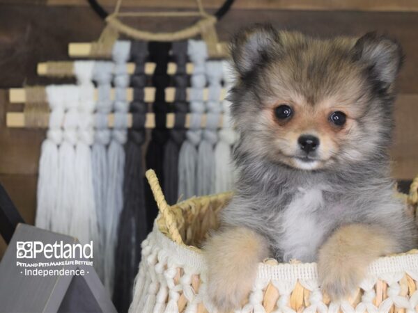 Pomeranian-DOG-Female-Sable-4200-Petland Lee's Summit, MO
