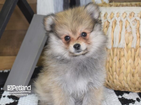 Pomeranian-DOG-Male-Sable-4199-Petland Lee's Summit, MO