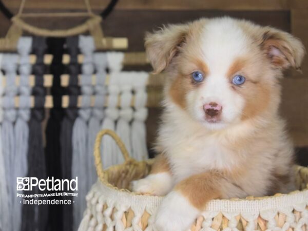 Toy Australian Shepherd-DOG-Female-Red Merle-4197-Petland Lee's Summit, MO