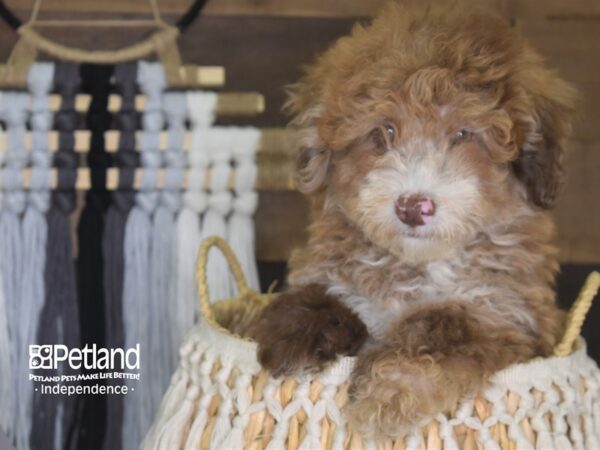 Miniature Goldendoodle-DOG-Male-Chocolate and Tan-4182-Petland Lee's Summit, MO