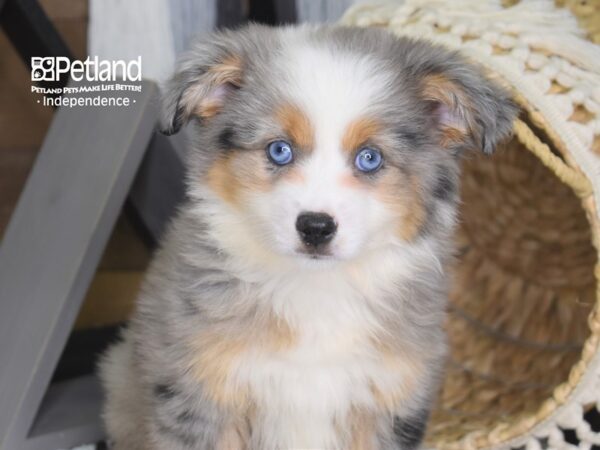 Toy Australian Shepherd-DOG-Female-Blue Merle-4196-Petland Lee's Summit, MO