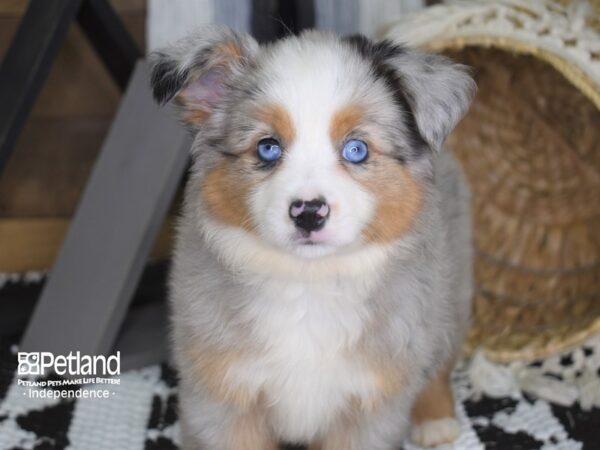 Toy Australian Shepherd-DOG-Female-Blue Merle-4198-Petland Lee's Summit, MO