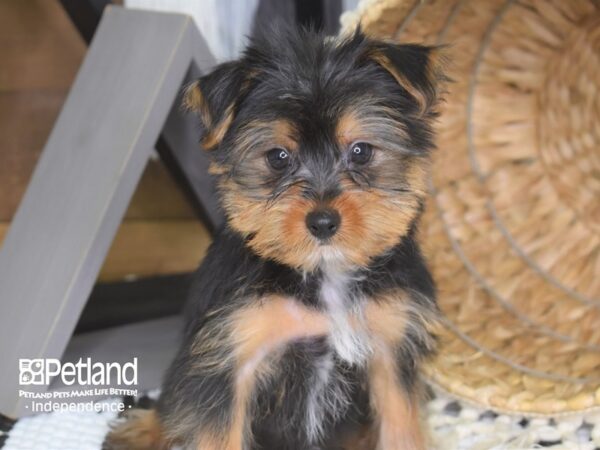 Yorkshire Terrier-DOG-Male-Black and Tan-4202-Petland Lee's Summit, MO