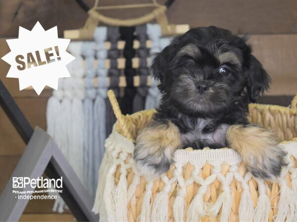 Shih Poo-DOG-Male-Black and Tan-4064-Petland Lee's Summit, MO
