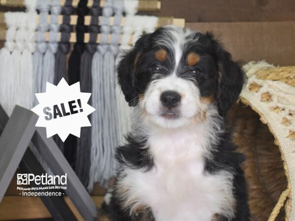 Miniature Bernadoodle-DOG-Male--4115-Petland Lee's Summit, MO