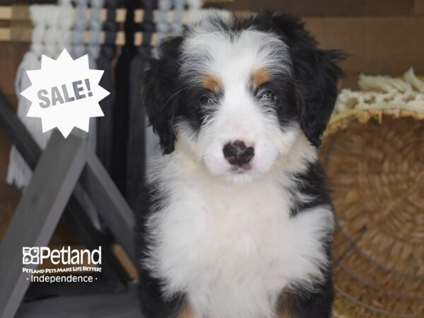 Miniature Bernadoodle-DOG-Male--4114-Petland Lee's Summit, MO