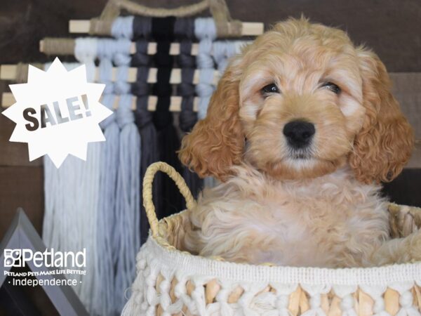 Cockapoo-DOG-Male-Golden-4132-Petland Lee's Summit, MO