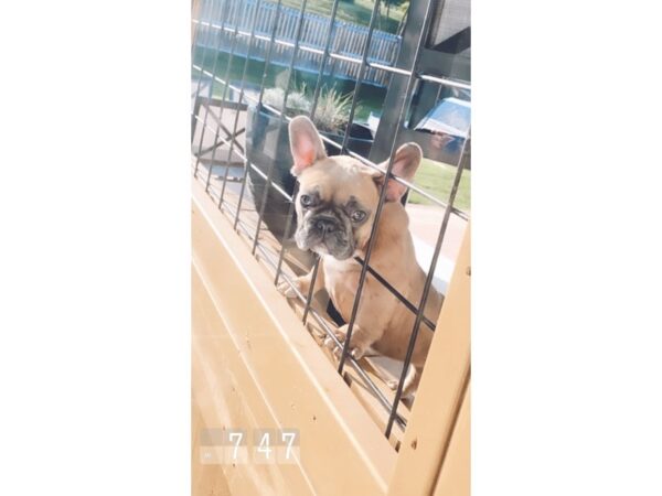 French Bulldog-DOG-Female-Blue Fawn-4146-Petland Lee's Summit, MO