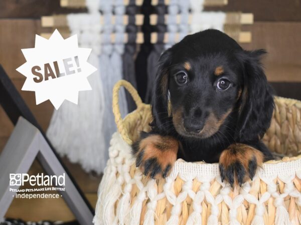 Dachshund-DOG-Male-Black and Tan-4151-Petland Lee's Summit, MO