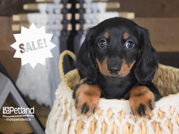 Dachshund-DOG-Male-Black and Tan-4152-Petland Lee's Summit, MO