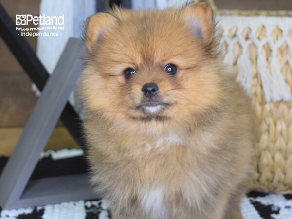 Pomeranian-DOG-Female-Sable-4209-Petland Lee's Summit, MO