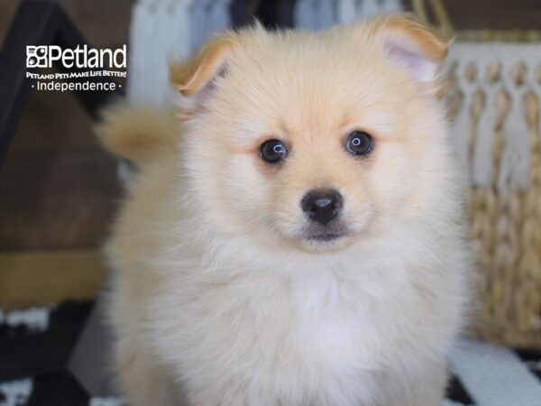 Pomeranian-DOG-Male-Cream-4208-Petland Lee's Summit, MO