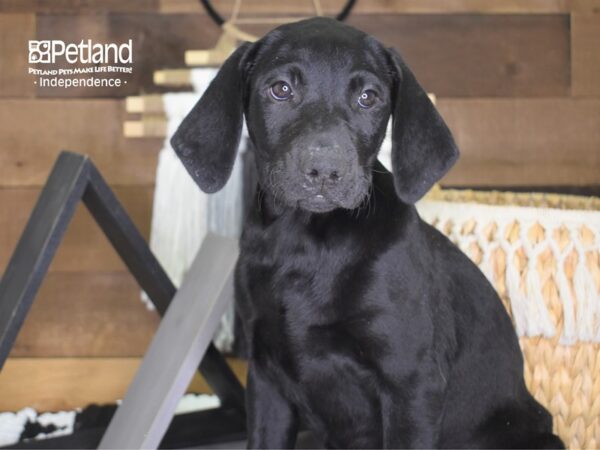 Labrador Retriever-DOG-Female-Black-4206-Petland Lee's Summit, MO