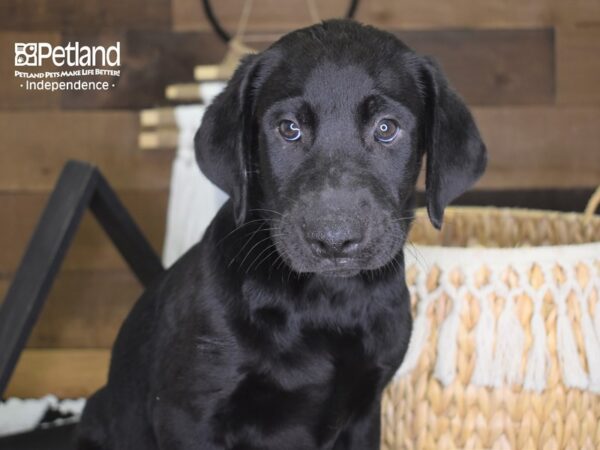 Labrador Retriever-DOG-Male-Black-4204-Petland Lee's Summit, MO