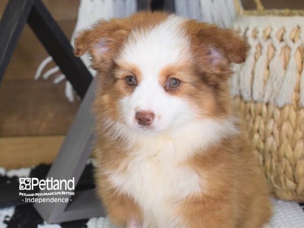 Miniature Australian Shepherd-DOG-Female-Red & White-4186-Petland Lee's Summit, MO