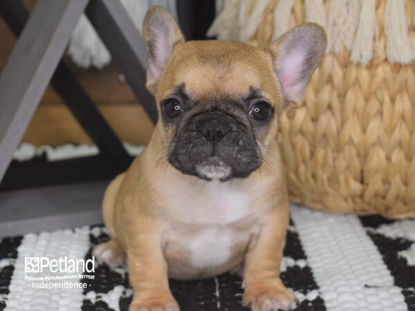French Bulldog-DOG-Female-Fawn-4218-Petland Lee's Summit, MO