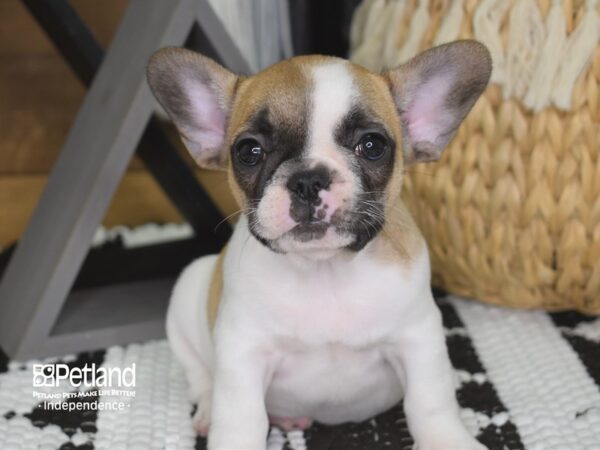 French Bulldog-DOG-Female-Fawn and White Pied-4220-Petland Lee's Summit, MO