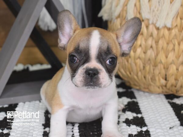 French Bulldog-DOG-Female-Fawn and White-4219-Petland Lee's Summit, MO