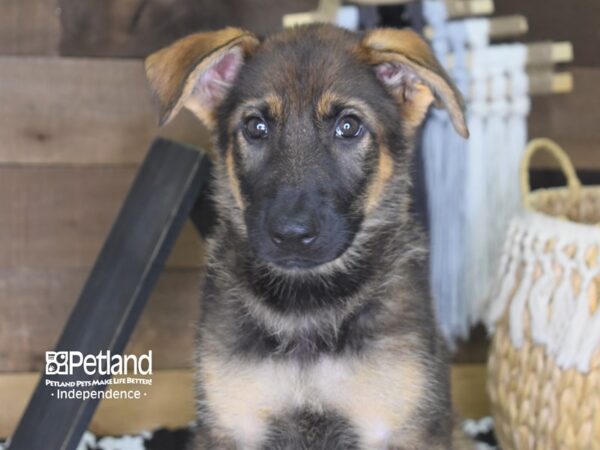German Shepherd-DOG-Female-Black and Tan-4210-Petland Lee's Summit, MO