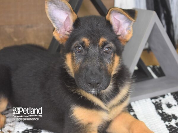 German Shepherd-DOG-Female-Black and Tan-4211-Petland Lee's Summit, MO