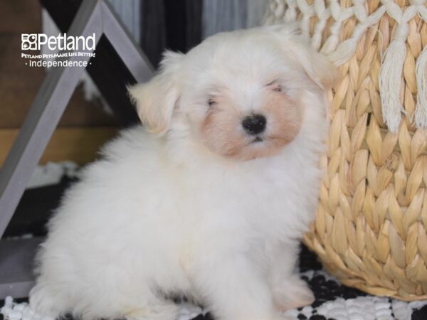 Malti Poo-DOG-Male--4217-Petland Lee's Summit, MO
